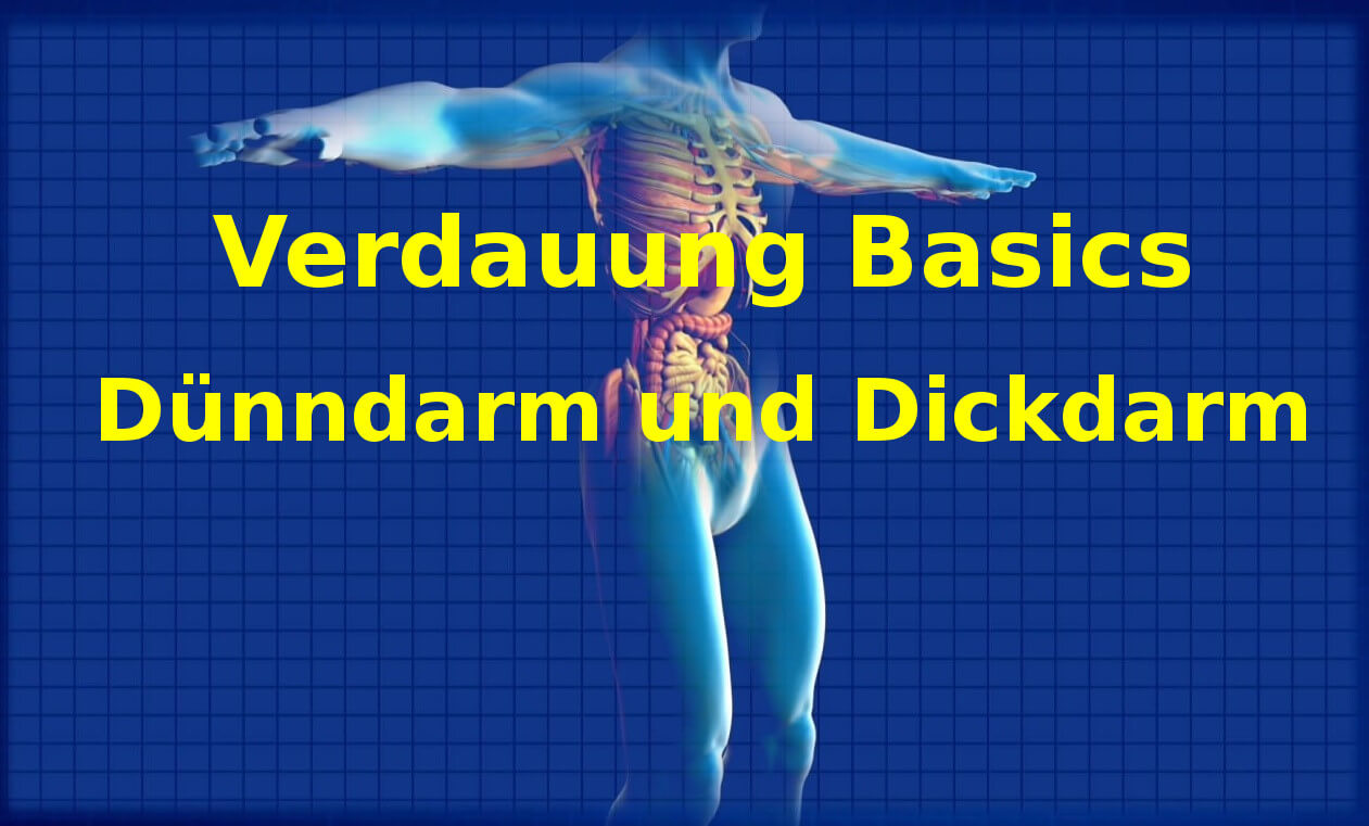 Verdauung Basics - Dünndarm und Dickdarm - Performance Factory
